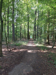 Waldst&uuml;ck an der Nordradde